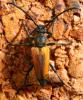 Stictoleptura fulva